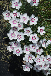 Mountain Frost White Twinkle Pinks (Dianthus 'KonD1060K1') at Valley View Farms