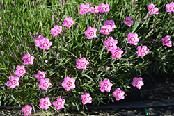 Mountain Frost Pink Twinkle Pinks (Dianthus 'KonD1060K3') at Valley View Farms