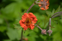 Rustico Orange Avens (Geum 'TNGEURO') at Valley View Farms