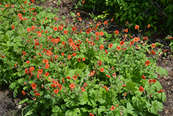 Rustico Orange Avens (Geum 'TNGEURO') at Valley View Farms