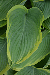 Victory Hosta (Hosta 'Victory') at Valley View Farms