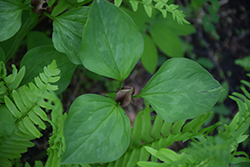 Toadshade (Trillium sessile) at Valley View Farms