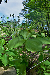 White Trillium (Trillium erectum var. album) at Valley View Farms