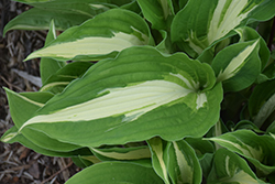 Night Before Christmas Hosta (Hosta 'Night Before Christmas') at Valley View Farms