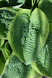 Frances Williams Hosta (Hosta 'Frances Williams') at Valley View Farms