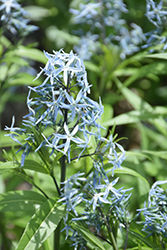 Narrow-Leaf Blue Star (Amsonia hubrichtii) at Valley View Farms