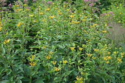 Henry Eilers Sweet Coneflower (Rudbeckia subtomentosa 'Henry Eilers') at Valley View Farms
