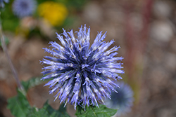 Blue Glow Globe Thistle (Echinops bannaticus 'Blue Glow') at Valley View Farms