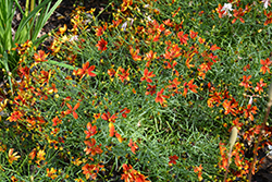 Sizzle And Spice Crazy Cayenne Tickseed (Coreopsis verticillata 'Crazy Cayenne') at Valley View Farms