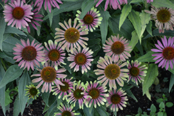 Green Twister Coneflower (Echinacea purpurea 'Green Twister') at Valley View Farms
