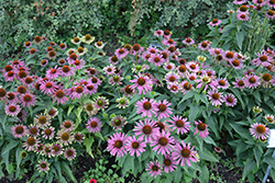 Green Twister Coneflower (Echinacea purpurea 'Green Twister') at Valley View Farms