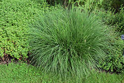 Little Bunny Dwarf Fountain Grass (Pennisetum alopecuroides 'Little Bunny') at Valley View Farms