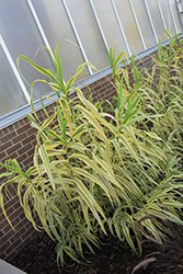 Golden Chain Giant Reed Grass (Arundo donax 'Golden Chain') at Valley View Farms