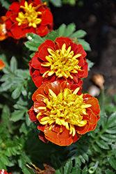 Super Hero Spry Marigold (Tagetes patula 'Super Hero Spry') at Valley View Farms