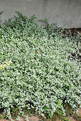 Silver Licorice Plant (Helichrysum petiolare 'Silver') at Valley View Farms
