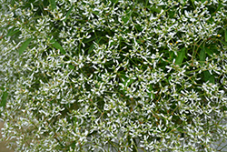 Diamond Frost Euphorbia (Euphorbia 'INNEUPHDIA') at Valley View Farms