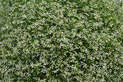 Diamond Mountain Euphorbia (Euphorbia 'Diamond Mountain') at Valley View Farms