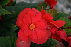 Nonstop Red Begonia (Begonia 'Nonstop Red') at Valley View Farms