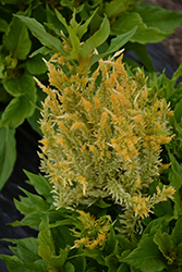 Kelos Fire Yellow Celosia (Celosia plumosa 'Kelos Fire Yellow') at Valley View Farms