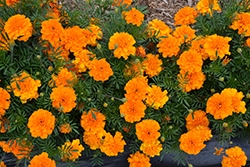 Super Hero Orange Marigold (Tagetes patula 'Super Hero Orange') at Valley View Farms
