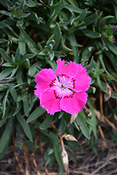Mountain Frost Rose Bouquet Pinks (Dianthus 'KonD1044K2') at Valley View Farms