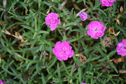 Mountain Frost Pink PomPom Pinks (Dianthus 'KonD1014K3') at Valley View Farms