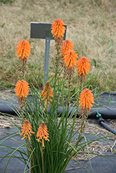 Poco Orange Torchlily (Kniphofia 'Poco Orange') at Valley View Farms