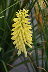 Pineapple Popsicle Torchlily (Kniphofia 'Pineapple Popsicle') at Valley View Farms
