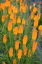 Mango Popsicle Torchlily (Kniphofia 'Mango Popsicle') at Valley View Farms
