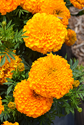 Antigua Orange Marigold (Tagetes erecta 'Antigua Orange') at Valley View Farms