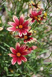 Lil' Bang Red Elf Tickseed (Coreopsis 'Red Elf') at Valley View Farms