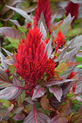 New Look Celosia (Celosia plumosa 'New Look') at Valley View Farms