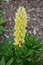 Popsicle Yellow Lupine (Lupinus 'Popsicle Yellow') at Valley View Farms