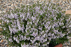 Alonia Bicolor Violet Angelonia (Angelonia angustifolia 'Alonia Bicolor Violet') at Valley View Farms