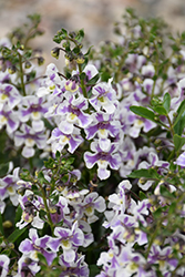 Alonia Bicolor Violet Angelonia (Angelonia angustifolia 'Alonia Bicolor Violet') at Valley View Farms