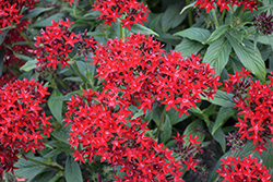 Lucky Star Dark Red Star Flower (Pentas lanceolata 'PAS1231189') at Valley View Farms