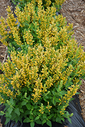 Poquito Butter Yellow Hyssop (Agastache 'TNGAPBY') at Valley View Farms