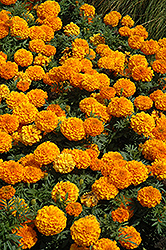 Taishan Orange Marigold (Tagetes erecta 'Taishan Orange') at Valley View Farms