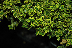 Golden Dream Boxwood (Buxus microphylla 'Peergold') at Valley View Farms