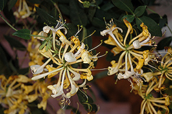 Scentsation Honeysuckle (Lonicera periclymenum 'Scentsation') at Valley View Farms