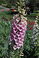 Excelsior Pink Foxglove (Digitalis purpurea 'Excelsior Pink') at Valley View Farms