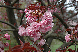 Royal Burgundy Flowering Cherry (Prunus serrulata 'Royal Burgundy') at Valley View Farms