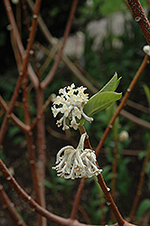 Oriental Paper Bush (Edgeworthia chrysantha) at Valley View Farms
