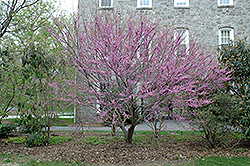 Ace Of Hearts Redbud (Cercis canadensis 'Ace Of Hearts') at Valley View Farms