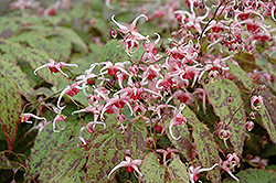 Pink Champagne Fairy Wings (Epimedium 'Pink Champagne') at Valley View Farms