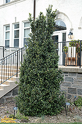 Dee Runk Boxwood (Buxus sempervirens 'Dee Runk') at Valley View Farms