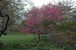 Tennessee Pink Redbud (Cercis canadensis 'Tennessee Pink') at Valley View Farms