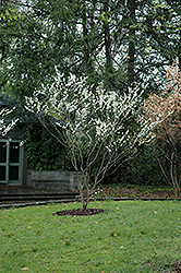 White Redbud (Cercis canadensis 'Alba') at Valley View Farms