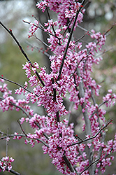 Forest Pansy Redbud (Cercis canadensis 'Forest Pansy') at Valley View Farms