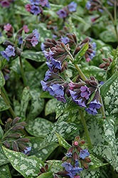 High Contrast Lungwort (Pulmonaria 'High Contrast') at Valley View Farms
